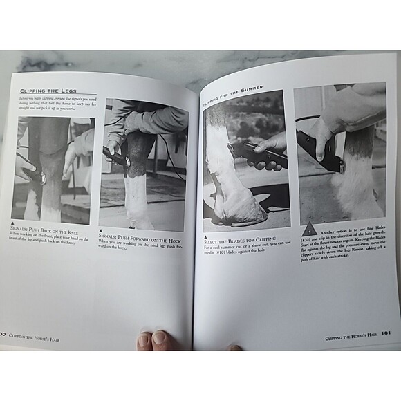 Horse Handling and Grooming : Haltering * Leading and Tying * Bathing and... - Picture 7 of 10